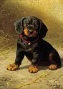 dachshund