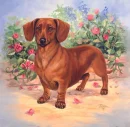 dachshund