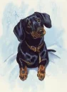 dachshund