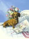 dachshund