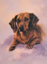 dachshund