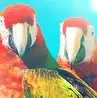 Macaws