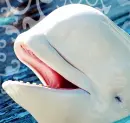 Beluga
