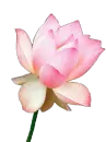 Pink flower