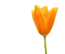 Orange flower