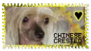 Chinese Crested