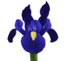 Blue iris
