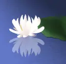 Water lily