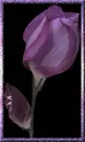 Purple rose with I love  you