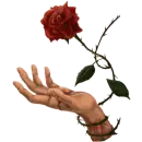Bleeding rose