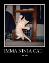 Ninja Cat!!!