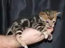 Bengal Kitten