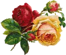 Roses