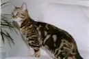 Bengall Cat