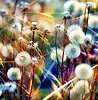 Pretty Dandelions