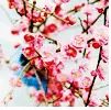 Cherry Blossoms
