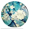 White Blossom Button