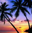 palm trees