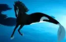 merhorse
