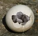 elephant in egg