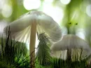 pilz