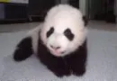 baby panda