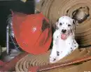 Dalmatian