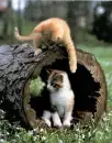 Two Kittens
