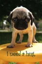 pug