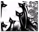 black cats