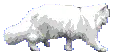 Walking White Cat