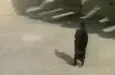 Weird Black Cat