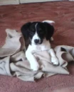 really cute dog