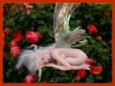Fairy