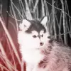Wolf Cub