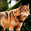 Mamma Wolf