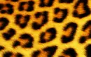 Leopardo