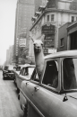 Llama in a car