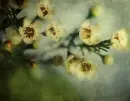 Yellow Flowers