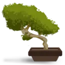 Bonsai Tree