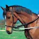 horse rock!
