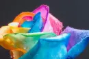 colourfull rose