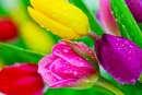 Tulip