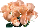 â™¥  Beautiful Roses  â™¥