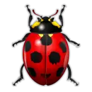 Ladybug