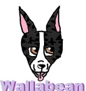 Wallabean Basenji