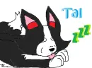 Tal Border Collie