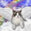 Angel cat