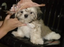 Puppy