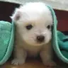 puppy